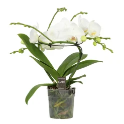 Phalaenopsis 'Infinity' blanc hauteur 50cm, 2 tiges - Pot D.12cm