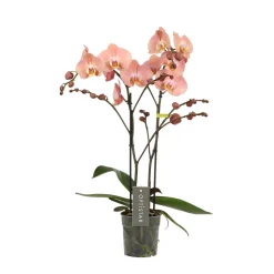 Phalaenopsis 'Optistar Suki' - 2 tiges - Pot D 12cm - H 60cm