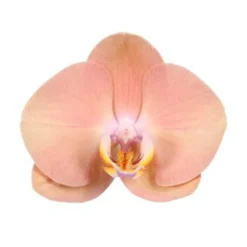 Phalaenopsis 'Optistar Suki' - 2 tiges - Pot D 12cm - H 60cm