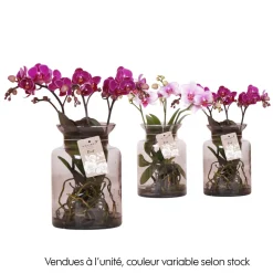 Phalaenopsis orchidée 'Kolibri' H.50 cm : Pot en verre D.16cm
