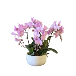 Phalaenopsis rose 4/5 tiges : en coupe de D.18cm/H.50cm