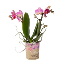 Phalaenopsis 'Tiny Bouquet' 2 tiges, coloris variables : pot D.9cm