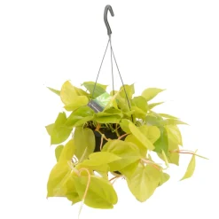 Philodendron scandens - pot D17cm