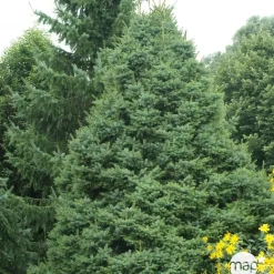 Épicéa de Serbie (Picea omorika) 'Nana' 20/25 : pot 3L