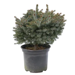 Épicéa de Serbie (Picea omorika) 'Nana' 20/25 : pot 3L