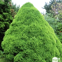 Picéa Glauca conica : pot D26cm