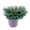 Picea abies Nidiformis, H : 30/40 cm ctr 4L
