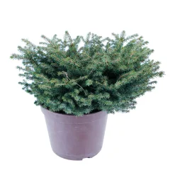 Picea abies Nidiformis, H : 30/40 cm ctr 4L