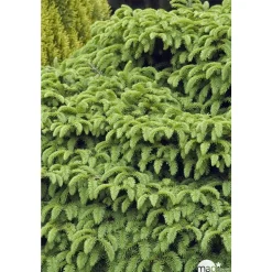 Picea abies Nidiformis, H : 30/40 cm ctr 4L