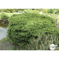 Picea abies Nidiformis, H : 30/40 cm ctr 4L