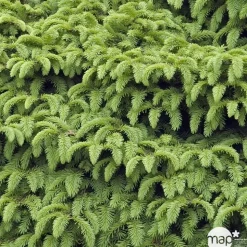 Picea abies Nidiformis, H : 30/40 cm ctr 4L