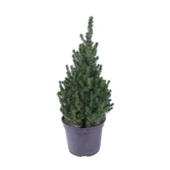 Picea glauca Conica H : 40/50 cm ctr 4L