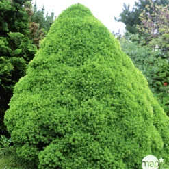 Picea glauca Conica H : 40/50 cm ctr 4L