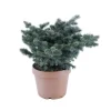 Picea glauca Globosa : ctr 12 L