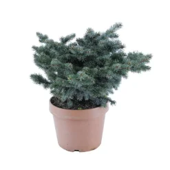 Picea glauca Globosa : ctr 12 L