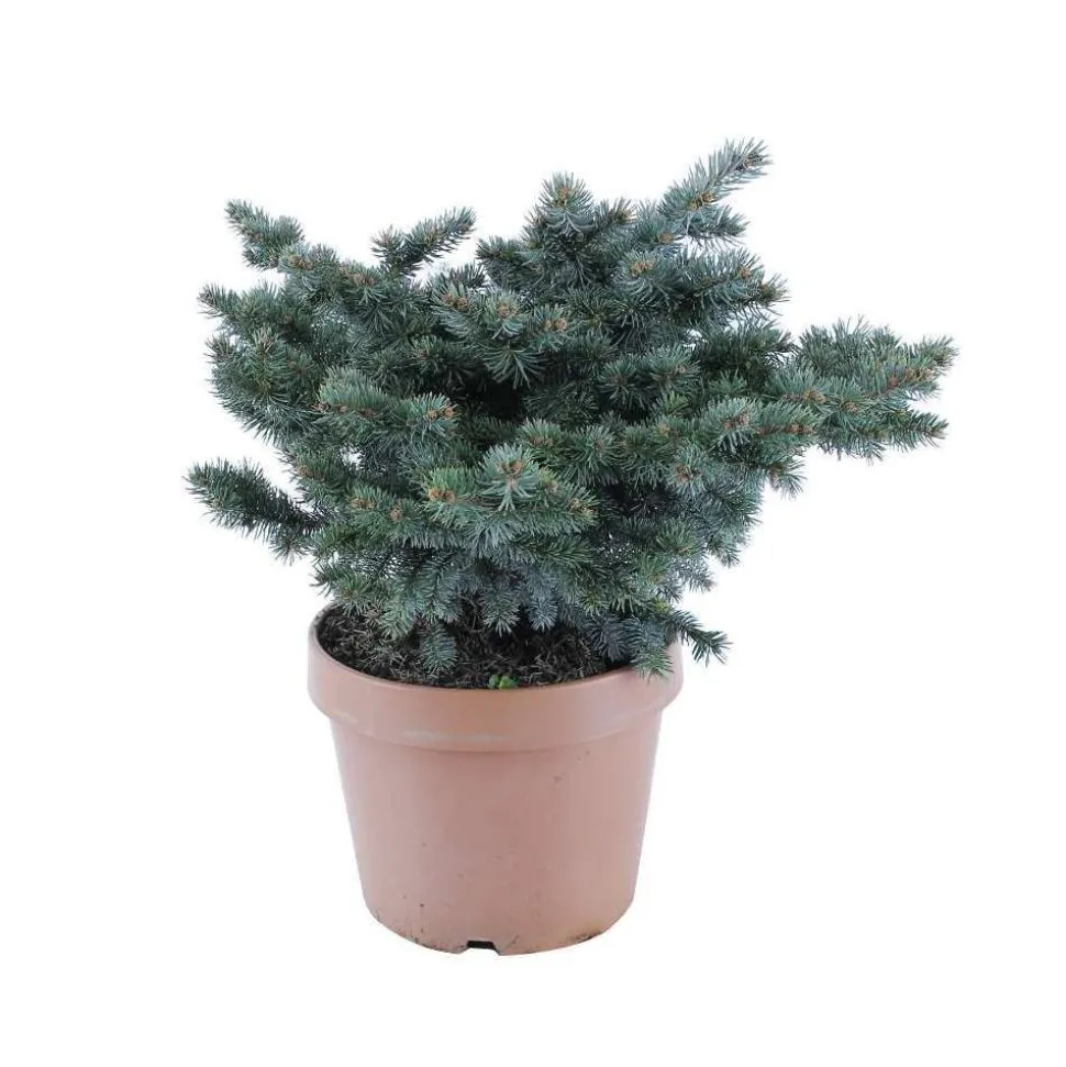 Picea glauca Globosa : ctr 12 L