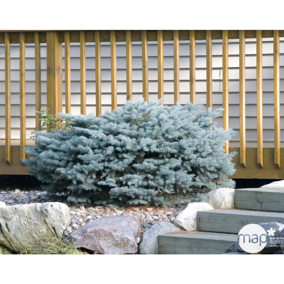 Picea glauca Globosa : ctr 12 L