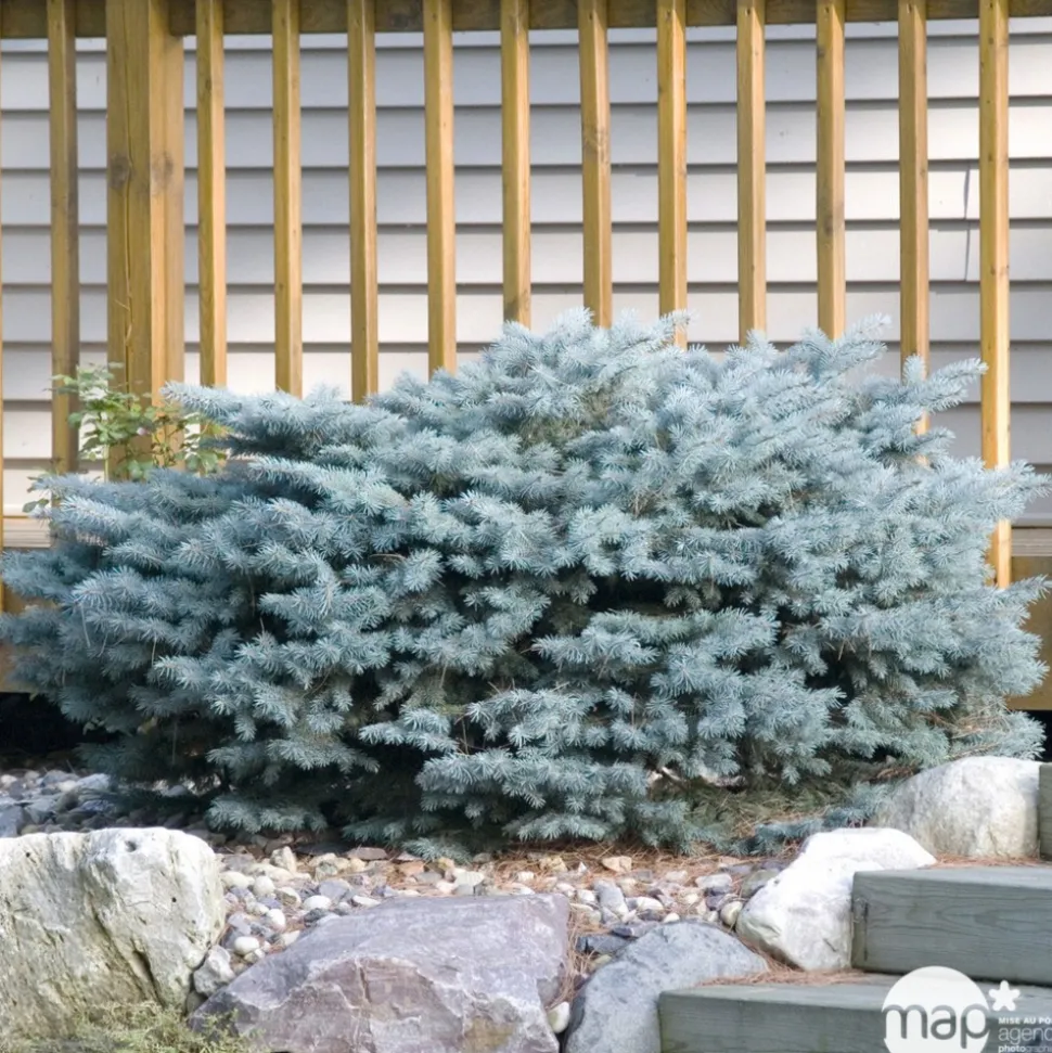 Picea glauca Globosa : ctr 12 L