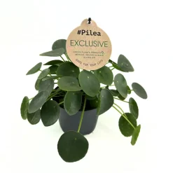 Pilea peperomioides : pot D.12cm