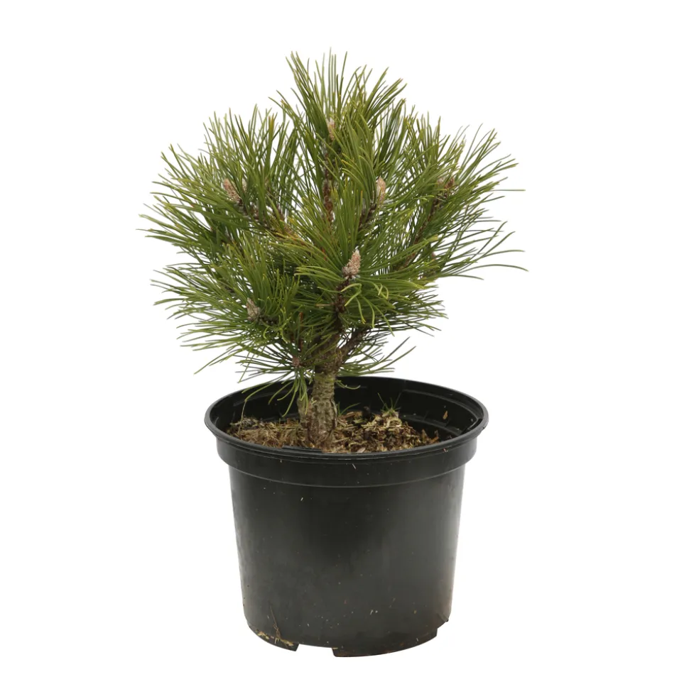 Pin de montagne mugo Hesse 20/30 : pot 3L