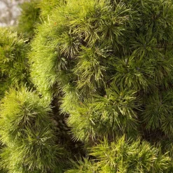 Pin noir nigra Austriaca Nana 20/30 : pot 3L