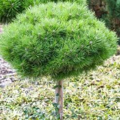 Pin noir (Pinus nigra) 'Marie Brégéon': pot 3L (mix 2)