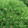 Pin noir (Pinus nigra) 'Marie Brégéon' 40/50 : pot 5L