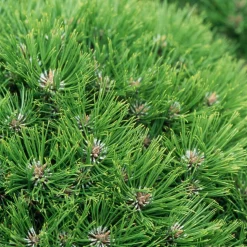 Pin noir (Pinus nigra) 'Marie Brégéon' 40/50 : pot 5L