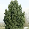 Pin (Pinus cembra) 'Compacta Glauca' 20/30: pot 3L