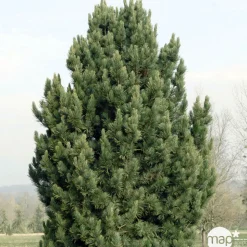Pin (Pinus cembra) 'Compacta Glauca' 20/30: pot 3L