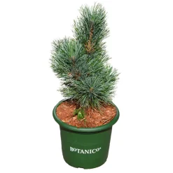 Pinus cembra 'Glauca' - Pot 3,7L