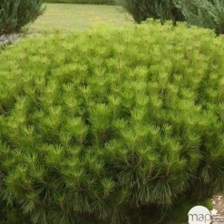 Pinus densiflora Alice verkade : H 30/40 cm : ctr 4 L