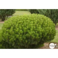 Pinus densiflora Alice verkade : H 30/40 cm : ctr 4 L