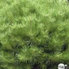 Pinus densiflora 'Alice Verkade'