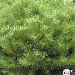 Pinus densiflora 'Alice Verkade'