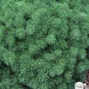 Pinus mugo ' Gnom ' : hauteur 30/40 cm pot 6 litres