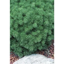 Pinus mugo ' Gnom ' : hauteur 30/40 cm pot 6 litres