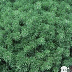 Pinus Mugo Gnom H.30/40 cm : Pot 3L