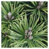 Pinus mugo Mops : H 25/30 cm : ctr 4 L