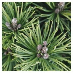 Pinus mugo Mops : H 25/30 cm : ctr 4 L