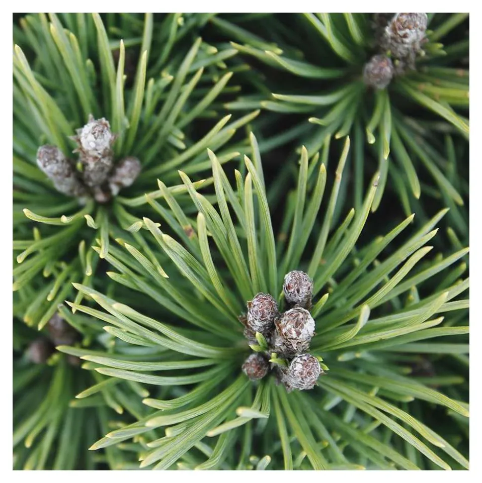 Pinus mugo Mops : H 25/30 cm : ctr 4 L