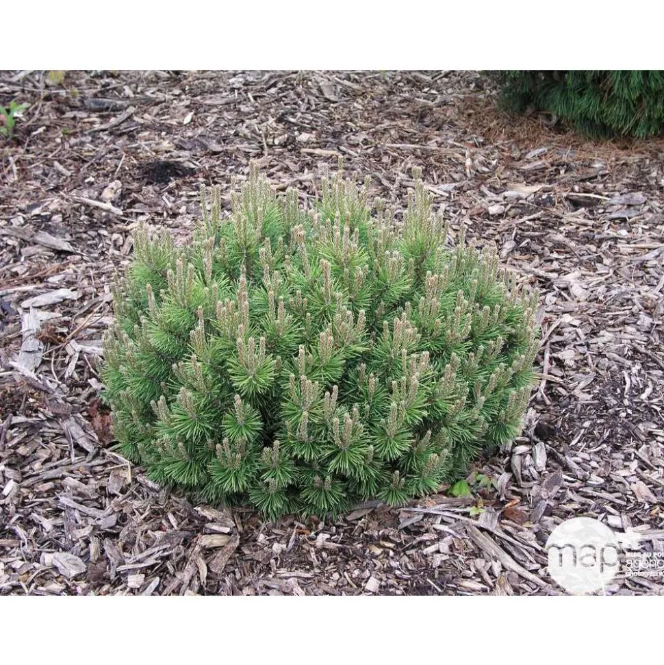 Pinus mugo Mops : H 25/30 cm : ctr 4 L