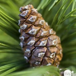 Pinus mugo Mops : H 25/30 cm : ctr 4 L