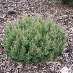 Pinus mugo Mops : H 25/30 cm : ctr 4 L