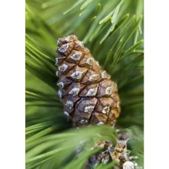 Pinus mugo Mops : H 25/30 cm : ctr 4 L