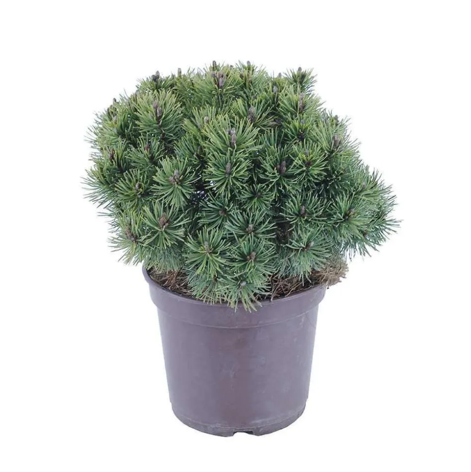Pinus mugo Mops : H 25/30 cm : ctr 4 L