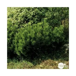 Pinus mugo Mughus ctr 4,5L