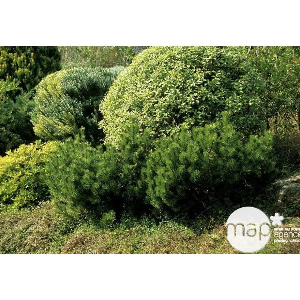 Pinus mugo Mughus ctr 4,5L