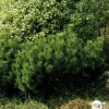 Pinus mugo Mughus H : 20/30 cm ctr 2L