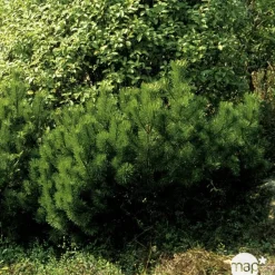 Pinus mugo Mughus H : 20/30 cm ctr 2L